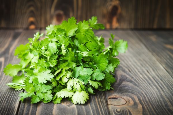 Bunch of cilantro, vegan nutrition